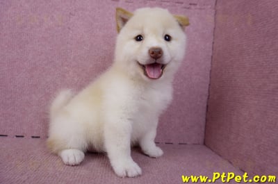 09/21白色柴犬母幼犬(高雄鳳山)6