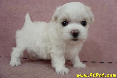 05/28迷你型馬爾濟斯母幼犬(屏東長治)5