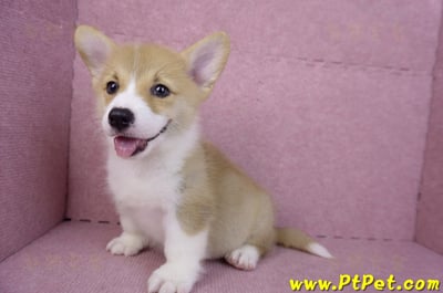 08/05雙色柯基犬公幼犬2號(屏東潮州)10