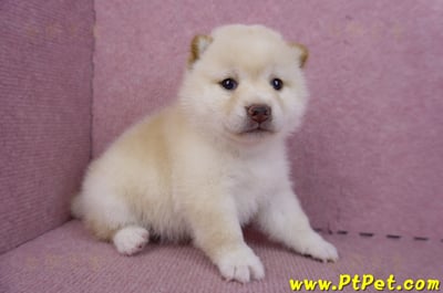 09/21白色柴犬母幼犬2號(高雄新興)3