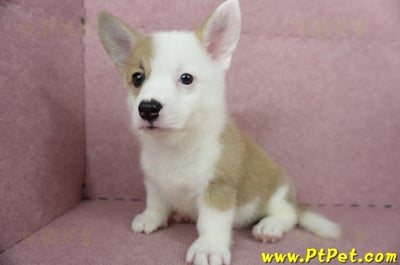 04/14雙色柯基犬母幼犬2號(屏東潮州)10