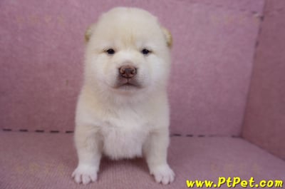 02/06白色柴犬公幼犬1