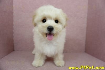 01/10奶油色馬爾泰迪公幼犬(花蓮壽豐)4