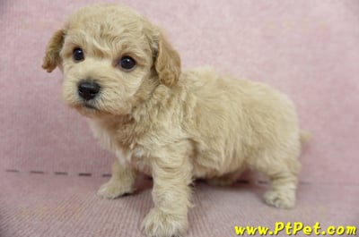 11/08泰迪比熊公幼犬2號(新北淡水)9