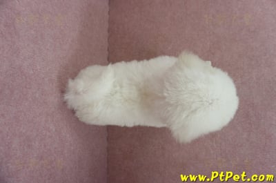 05/20比熊犬公幼犬2號(高雄苓雅)11