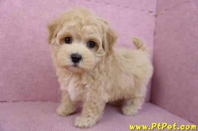 11/23馬爾泰迪母幼犬1號(新北永和)8