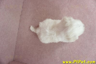 01/12比熊犬公幼犬1號(高雄鳥松)6