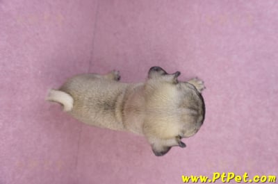 07/09巴哥公幼犬(台北文山)12