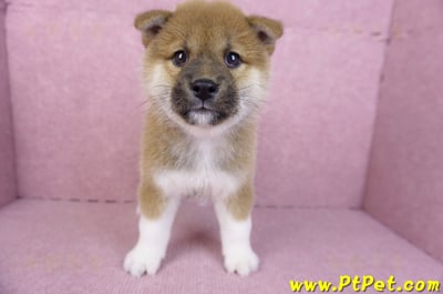 11/19赤色柴犬公幼犬1