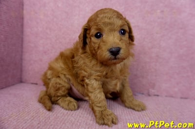 02/11紅貴賓公幼犬1號(新北五股)3