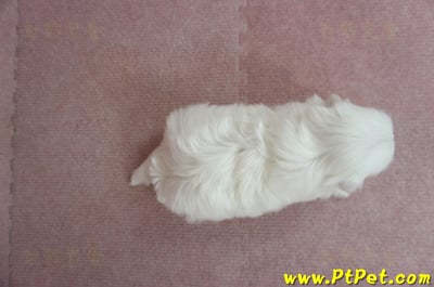 2/23白色馬爾泰迪 II 母幼犬(高雄鼓山)5