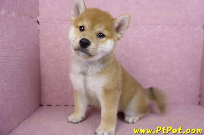 07/22赤色柴犬公幼犬(桃園中壢)10