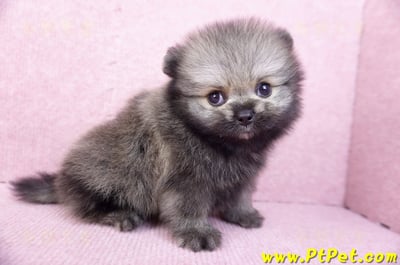 07/23迷你型松鼠棕博美公幼犬(桃園龍潭)4