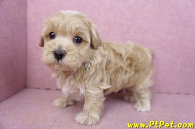 02/20馬爾泰迪公幼犬(嘉義市)11