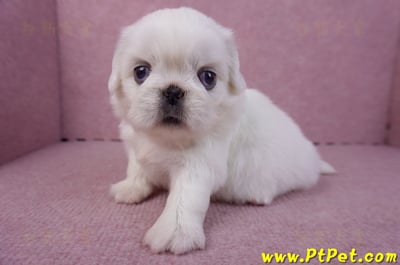 10/31北京狗母幼犬1號(台北北投)6