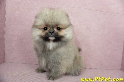 02/11迷你型松鼠棕博美公幼犬(新竹竹北)8