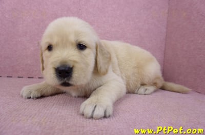 03/12黃金獵犬公幼犬2號5