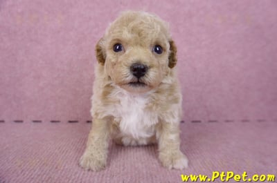 09/23泰迪比熊母幼犬2號(屏東里港)1