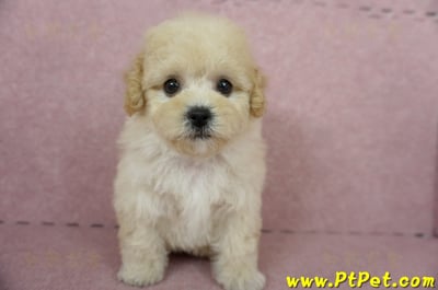 11/08泰迪比熊母幼犬(屏東長治)2