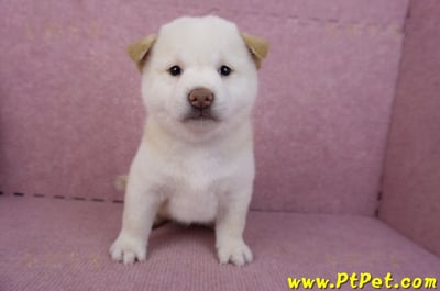 07/22白色柴犬母幼犬(台北市林)2