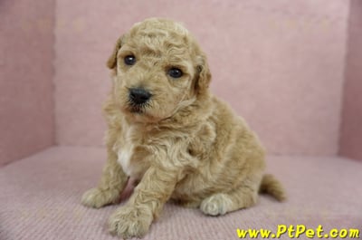 03/12泰迪比熊母幼犬1號(高雄三民)7