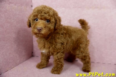 04/15紅貴賓公幼犬(屏東市)9