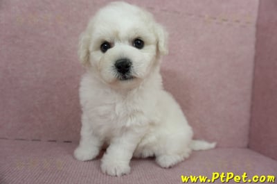 12/01比熊犬母幼犬1號（台北中山）11