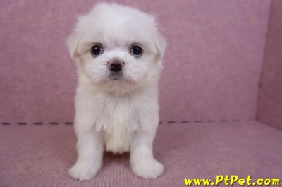 09/21馬爾濟斯公幼犬(高雄左營)2