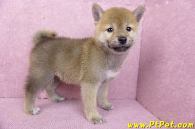 07/11赤色柴犬母幼犬(台南東區)6