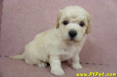 11/08泰迪比熊公幼犬1號(屏東東港)4