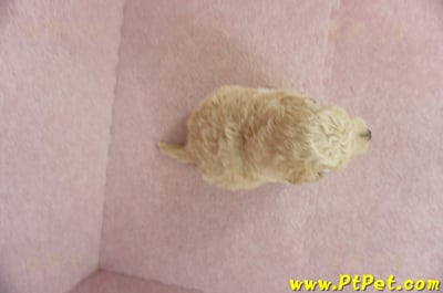 03/12泰迪比熊母幼犬2號(新北三峽)7