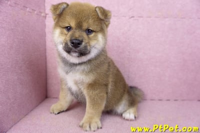 02/05赤色柴犬公幼犬(高雄仁武)10