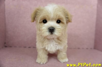 04/11奶油色馬爾泰迪公幼犬1號(桃園市)1