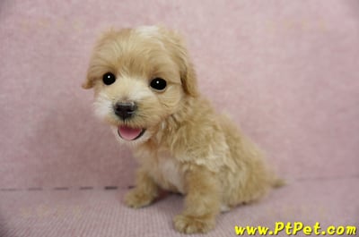 01/15奶油色馬爾泰迪公幼犬(屏東高樹)9