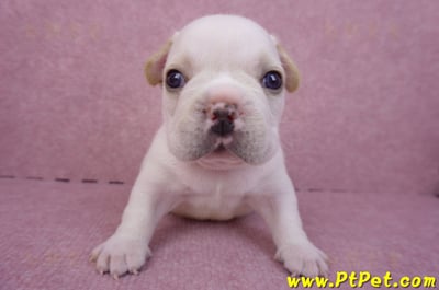 03/21奶白色法國鬥牛公幼犬2號(基隆仁愛)1