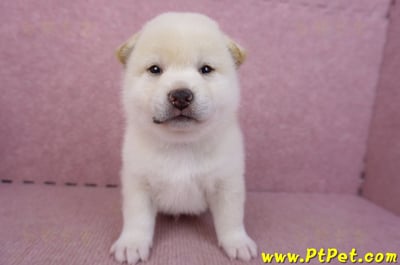 09/11白色柴犬公幼犬1