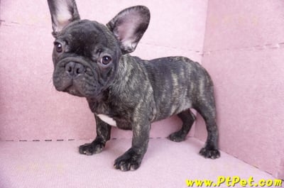 09/18虎斑色法國鬥牛母幼犬(屏東長治)10