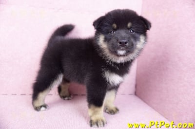 10/15黑色長毛柴犬公幼犬(基隆安樂)6