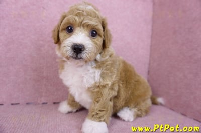 09/12泰迪比熊母幼犬1號(嘉義市)9