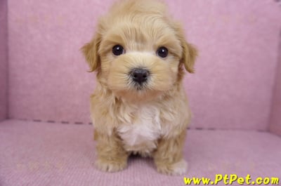 11/23馬爾泰迪公幼犬3號1