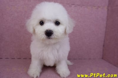 07/22比熊犬母幼犬2號(屏東新園)2