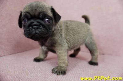 04/02巴哥公幼犬3號(台北內湖)12