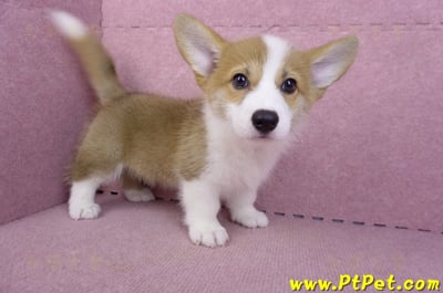 10/10雙色柯基犬母幼犬(高雄大寮)7