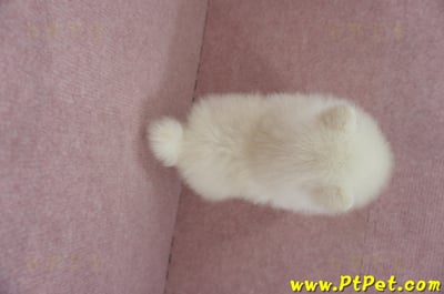 05/22迷你型松鼠白博美公幼犬2號(高雄前鎮)12