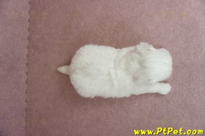 05/27北京狗公幼犬(新北林口)8