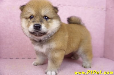 03/09赤色長毛柴犬公幼犬8