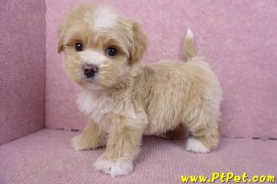 01/30馬爾泰迪公幼犬1號(花蓮市)9