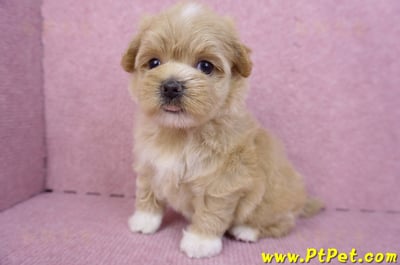 08/06奶油色馬爾泰迪母幼犬1號(桃園新屋)11