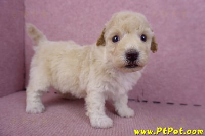 09/23泰迪比熊公幼犬1號(高雄鳳山)3