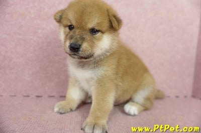 05/11赤色柴犬公幼犬2號(新北三重)4